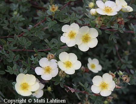 Dasiphora fruticosa 'Primrose Beauty', pensashanhikki Dasiphora fruticosa 'Primrose Beauty', pensashanhikki
